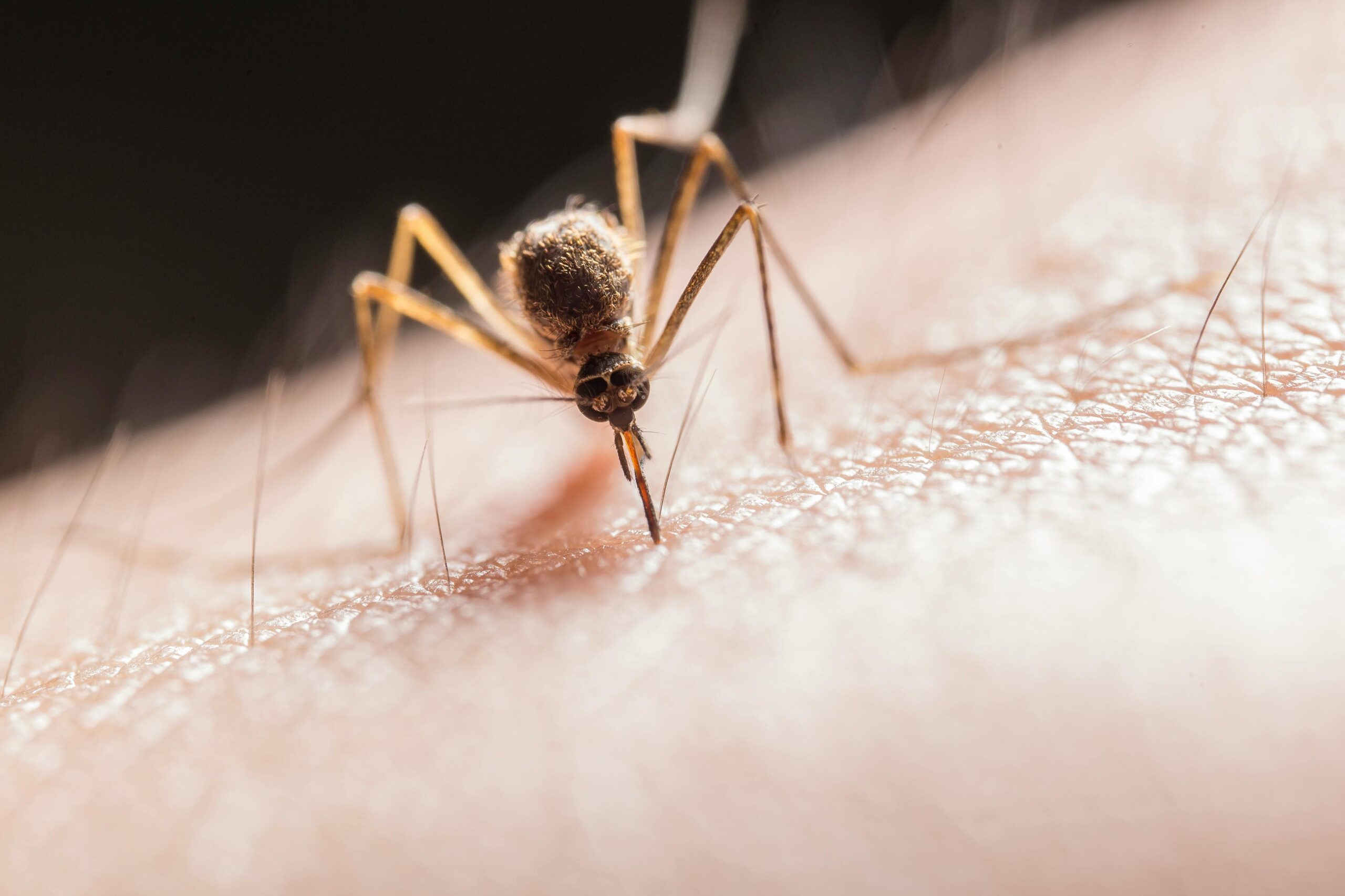 malaria symptoms Africans commonly miss early